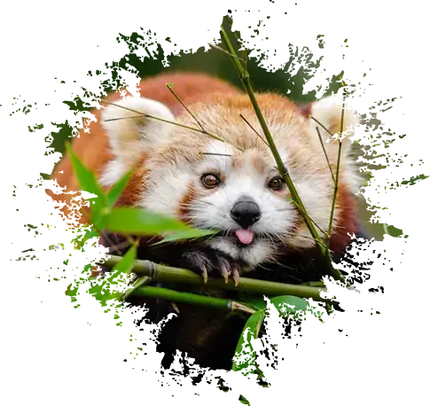 aboutbear