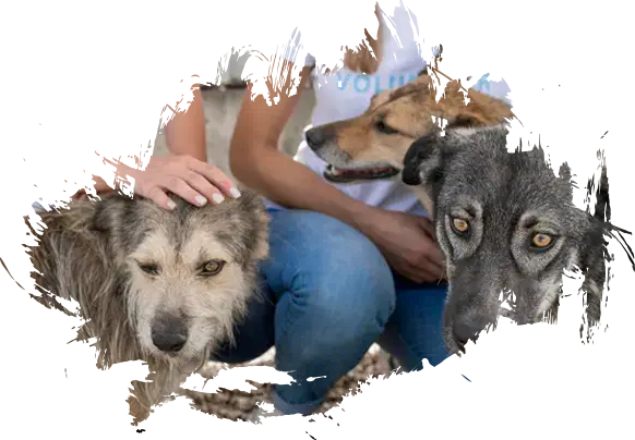 aboutdogs