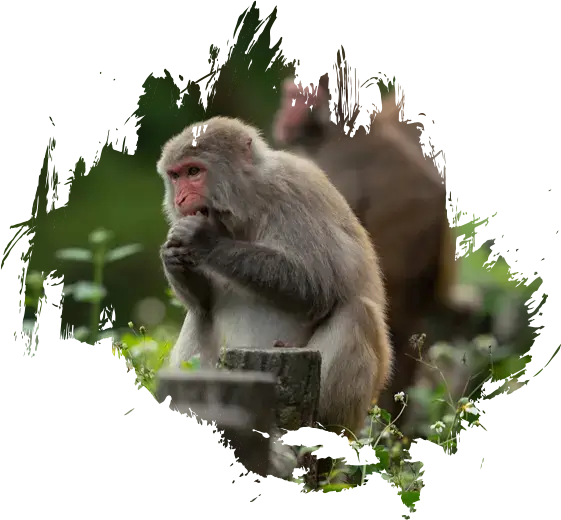 aboutmonkeys