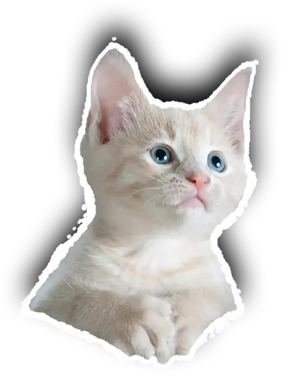 contactcat