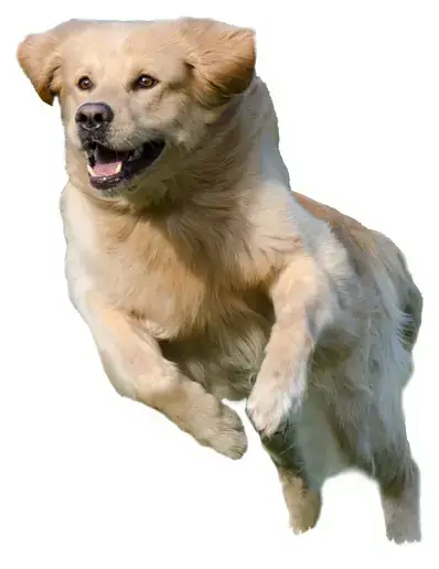 doghero